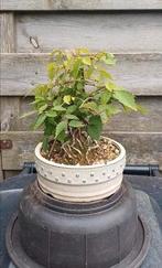 Shohin Zelkova Bonsai, Tuin en Terras, Planten | Bomen, In pot, Bloeit niet, Halfschaduw, Minder dan 100 cm
