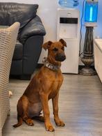 Dobberman en ridgeback mix puppy 18 weken, Juni, Mannelijk