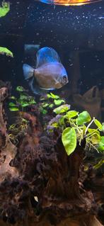 Discusvissen te koop, Dieren en Toebehoren, Vissen | Aquariumvissen, Vis, Zoetwatervis, Schoolvis