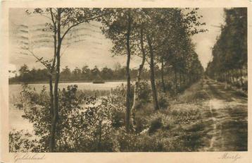 (388-097-007) Gelderland Meertje beschikbaar voor biedingen