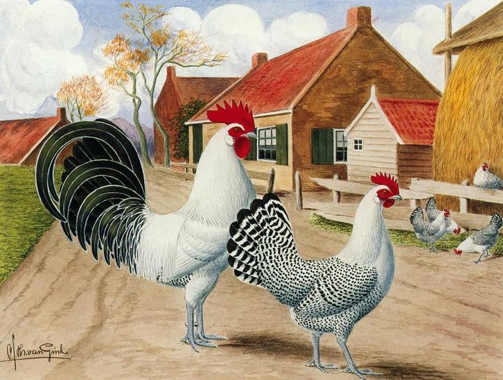 Broedeieren Friese kippen zilverpel (groot), Dieren en Toebehoren, Pluimvee, Kip, Geslacht onbekend