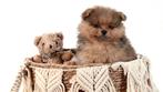 Laatst beschikbare Pomeriaan reutje te koop, Keeshond, Reu, 8 tot 15 weken, Parvo
