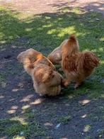 Broedeieren zijdehoender, Dieren en Toebehoren, Geslacht onbekend, Kip