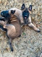 Mechelse herder pups X mechelse/tervuerense herder pups, Particulier, 8 tot 15 weken, Buitenland, Groot