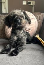 Otis zoekt gouden huis, Dieren en Toebehoren, Honden | Chihuahua's en Gezelschapshonden, CDV (hondenziekte), 1 tot 2 jaar, Eén hond
