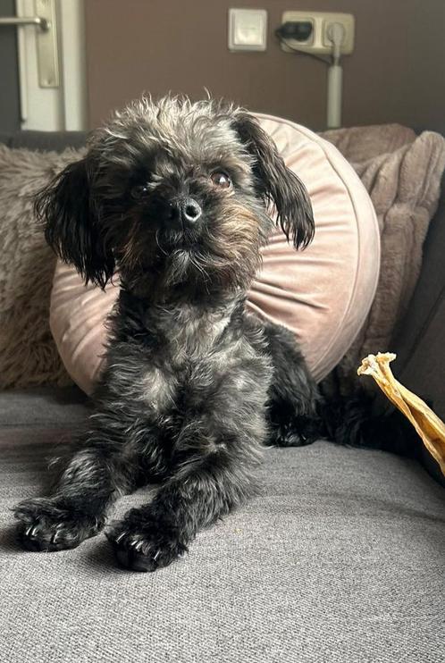 Otis zoekt gouden huis, Dieren en Toebehoren, Honden | Chihuahua's en Gezelschapshonden, Reu, Overige rassen, Particulier, Eén hond