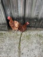 2 leg kippen, Dieren en Toebehoren, Pluimvee, Vrouwelijk, Kip