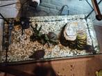 Muskus schildpadden, Dieren en Toebehoren, Ophalen, Zo goed als nieuw