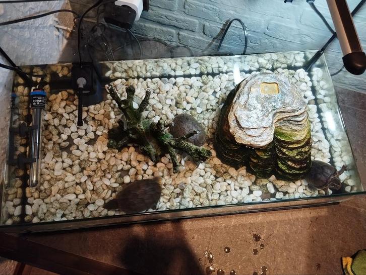 Muskus schildpadden, Dieren en Toebehoren, Reptielen en Amfibieën | Toebehoren, Zo goed als nieuw, Ophalen