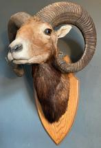 Grote taxidermie buste van een mouflon ram, Ophalen, Gebruikt, Opgezet dier