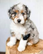 Unieke mini Doodle x Australian Shepherd pups verwacht!, Dieren en Toebehoren, Honden | Niet-rashonden, 8 tot 15 weken, CDV (hondenziekte)