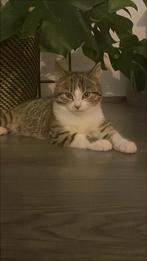 Europees korthaar, kleur grijsachtig en wit, Dieren en Toebehoren, Katten en Kittens | Overige Katten, Poes, Kortharig, 0 tot 2 jaar