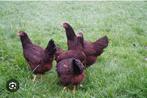Gezocht rhode island red kippen, Dieren en Toebehoren, Pluimvee