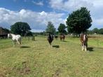 Stalling/Weidegang, Weidegang, 1 paard of pony