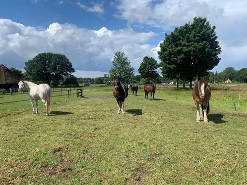 Stalling/Weidegang, Dieren en Toebehoren, Stalling en Weidegang, Stalling, Weidegang, 1 paard of pony