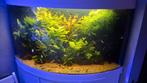 Juwel vision 180 hoek aquarium, Dieren en Toebehoren, Vissen | Aquaria en Toebehoren, Ophalen, Gevuld zoetwateraquarium