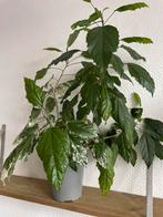 Hibiscus kamerplant met mooie bloemen, Ophalen, Overige soorten, Halfschaduw, In pot