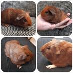 2 schattige,jonge cavia's,te reserveren,vervoer,zeugjes, Dieren en Toebehoren, Knaagdieren, Cavia, Vrouwelijk, Tam, Oktober