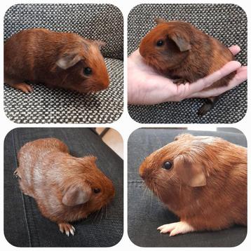 2 schattige,jonge cavia's,te reserveren,vervoer,zeugjes beschikbaar voor biedingen