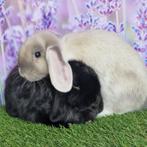 koppeltje hangoorkonijntjes te koop, Dieren en Toebehoren, Konijnen, Meerdere dieren, Dwerg, Hangoor, 0 tot 2 jaar