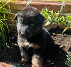 Nog 1 pup ((reutje)), Dieren en Toebehoren, Honden | Herdershonden en Veedrijvers, 8 tot 15 weken, Meerdere, Meerdere dieren, Herder