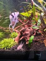 Maanvissen, dwergklauwkikkertjes, marmerbotia, tetra enz, Dieren en Toebehoren, Vis, Zoetwatervis, Schoolvis