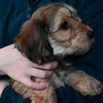 Dwergteckel x Maltezer pups. Nog 3 beschikbaar!🐶, Dieren en Toebehoren, Honden | Teckels en Dashonden, Rabiës (hondsdolheid)