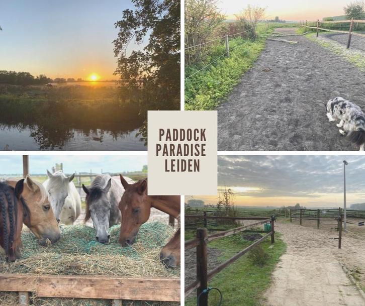 Plek vrij op kleinschalige Paddock Paradise, Dieren en Toebehoren, Stalling en Weidegang, Stalling, 1 paard of pony
