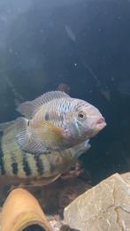 Gratis af te halen Cichlasoma Dimerus, Dieren en Toebehoren, Vis