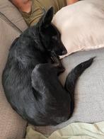 Mechelse herder pup, Dieren en Toebehoren, Honden | Herdershonden en Veedrijvers, 15 weken tot 1 jaar, Rabiës (hondsdolheid), Teef
