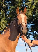 2,5 NWR merrie uit predikaatrijke stam, Dieren en Toebehoren, Pony's, Merrie, 3 tot 6 jaar