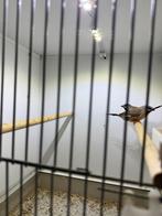 Spitsstaartamadines, Geslacht onbekend, Tropenvogel