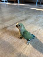 Jonge agapornis te koop, Dieren en Toebehoren, Vogels | Duiven, Geslacht onbekend