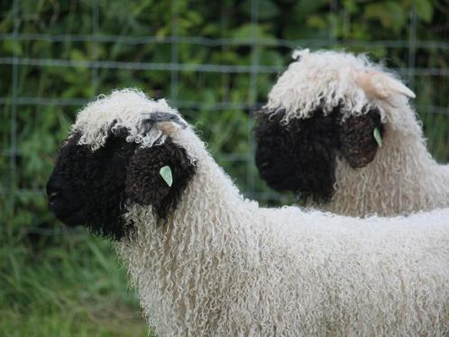 Walliser Schwarznase ooilammeren, Dieren en Toebehoren, Schapen, Geiten en Varkens, Schaap, Vrouwelijk, 0 tot 2 jaar