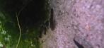 Jonge pleco, Dieren en Toebehoren, Vis