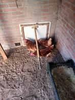 Kippen 4 stuks    1 jaar jong, Dieren en Toebehoren, Pluimvee, Vrouwelijk, Kip