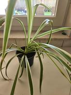 Graslelie in pot, Huis en Inrichting, Kamerplanten, Ophalen, Overige soorten, Halfschaduw, In pot