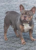 🥰Schitterende Dekreu isabella & tan franse bulldog Sjors 🥰, Dieren en Toebehoren, Parvo, Fokker | Hobbymatig, Reu, 1 tot 2 jaar