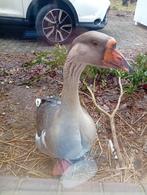 Gent zoekt, vrouwtjes gans, Vrouwelijk, Gans of Zwaan