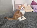 Britse korthaar kittens choco lilac golden tabby stamboom, Meerdere dieren, Gechipt, 0 tot 2 jaar