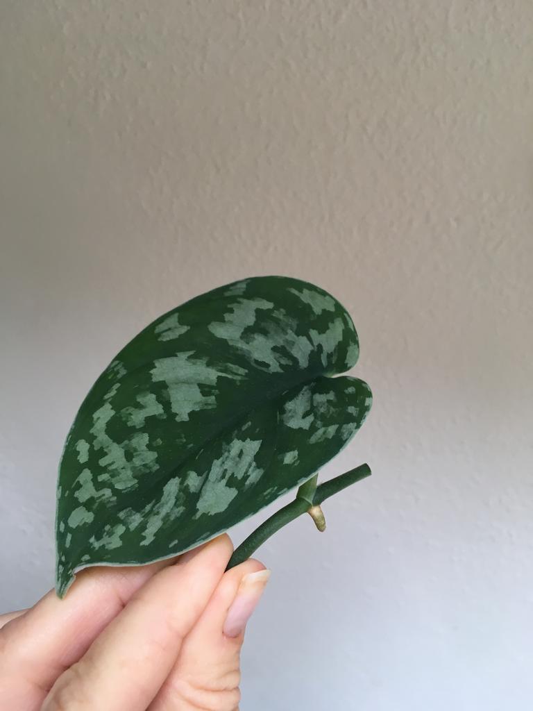 Scindapsus exotica, verse stek, Huis en Inrichting, Kamerplanten, Minder dan 100 cm, Halfschaduw, Ophalen of Verzenden