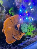 Rode Montipora plaat met groene Poccilopora, Dieren en Toebehoren, Vissen | Aquaria en Toebehoren, Ophalen, Plant(en), Steen of Hout
