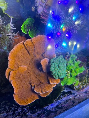 Rode Montipora plaat met groene Poccilopora beschikbaar voor biedingen