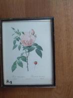 Redoute prent. Bieden., Ophalen