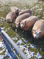 Te koop zwoegervrij Texelaars ooilammeren, Vrouwelijk, Schaap