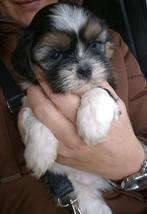 Shih tzu pups reutjes, Dieren en Toebehoren, 8 tot 15 weken, Meerdere, Nederland, Fokker | Hobbymatig