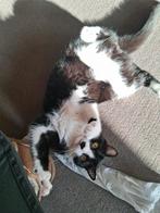 Britse/Europese korthaar kater, Dieren en Toebehoren, Kater