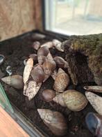 Agaatslakken, Dieren en Toebehoren, 0 tot 2 jaar