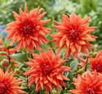 Oranje Dahlia knollen grootbloemig, Ophalen of Verzenden, Volle zon, Knol