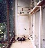 Goudvinken 2025, Dieren en Toebehoren, Mannelijk, Wildzangvogel, Geringd